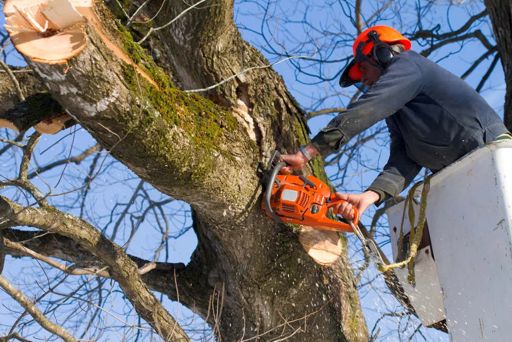 Professional Tree Care Service